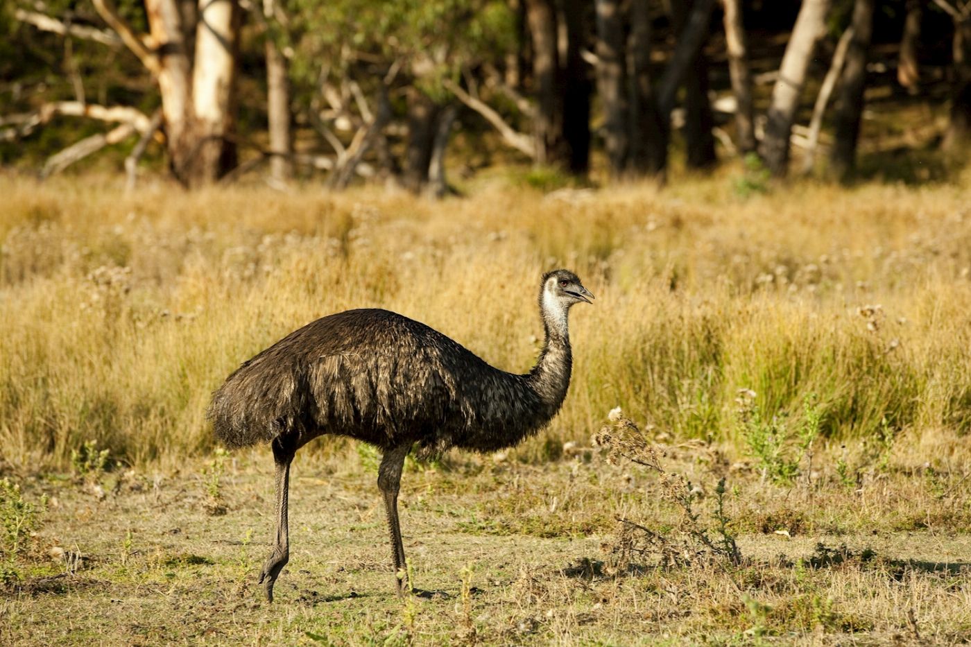Wildlife Tours Australia Grampians National Park Wildlife & Waterfall Tour