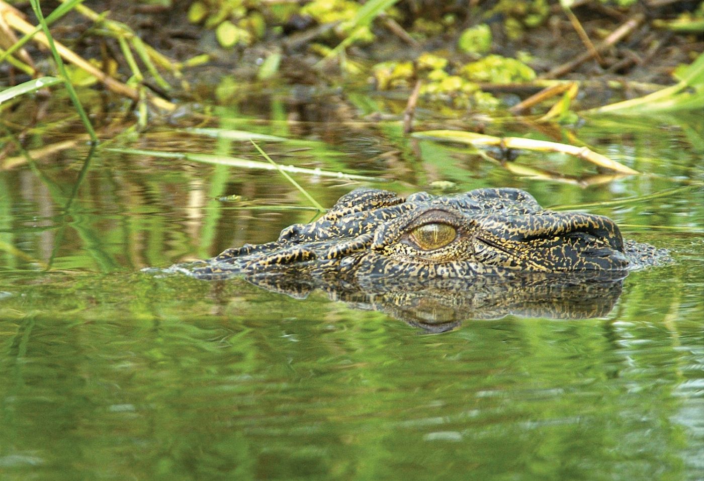 Wildlife Tours Australia Kakadu Wildlife Rock Art Tour + Croc Cruise