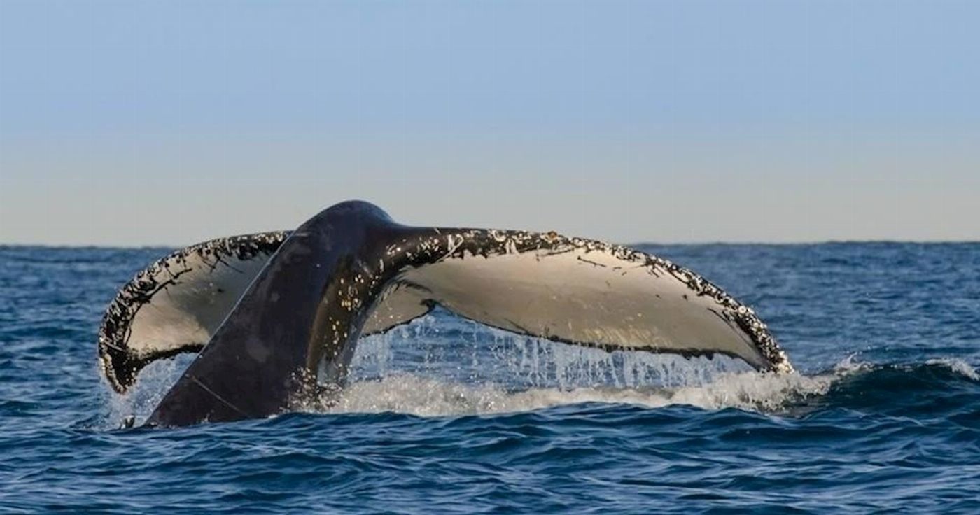 Sydney Princess Cruises Breakfast with the Whales
