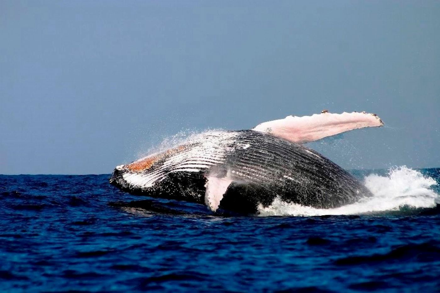 Sydney Princess Cruises Breakfast with the Whales