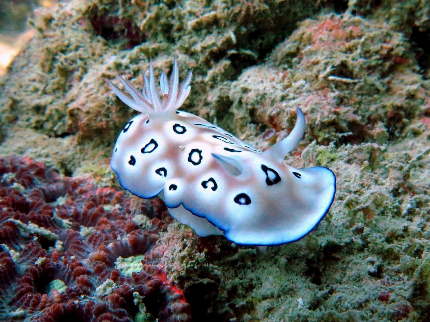 Whitsunday Dive Adventures 2-Tank Scuba Tour - Whitsunday Islands