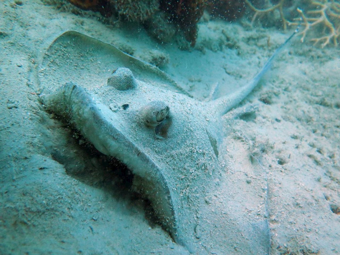 Whitsunday Dive Adventures 2-Tank Scuba Tour - Whitsunday Islands