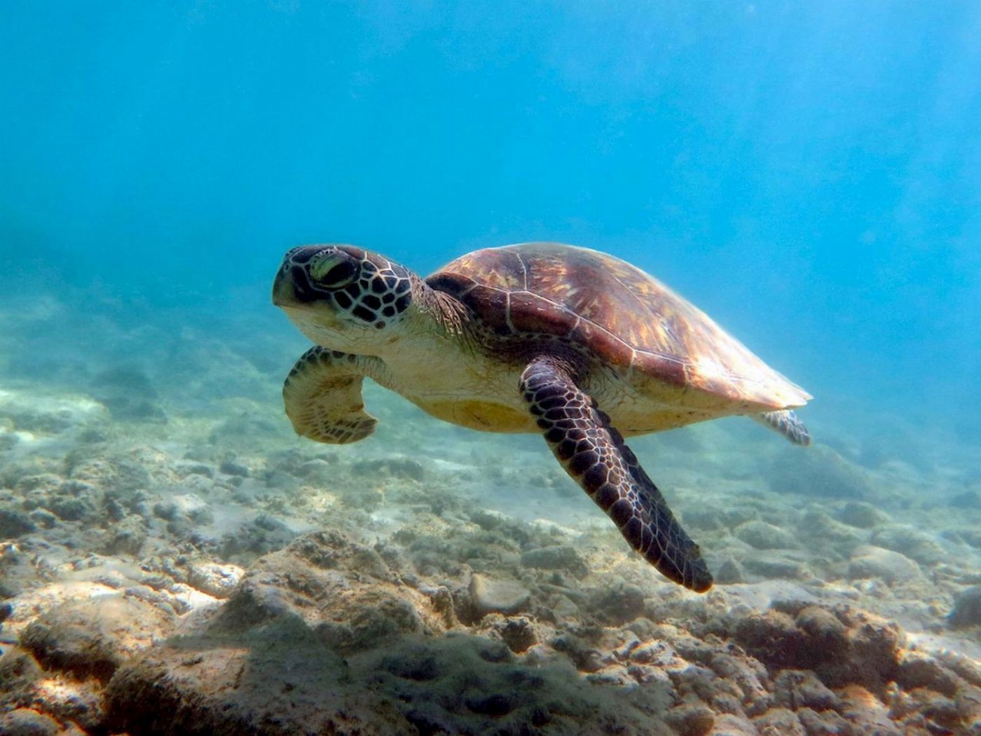 Whitsunday Dive Adventures Whitsunday Islands - Private Scuba Dive Charter