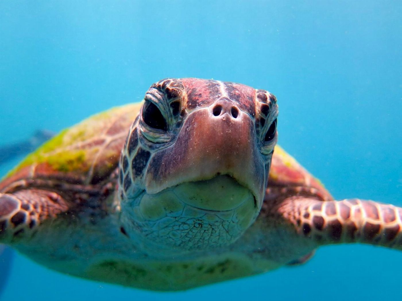 Whitsunday Dive Adventures Whitsunday Islands - Private Scuba Dive Charter