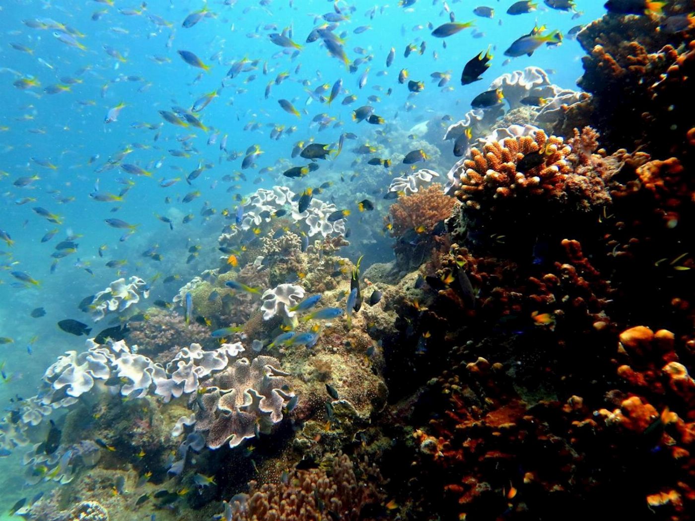 Whitsunday Dive Adventures Whitsunday Islands - Private Scuba Dive Charter