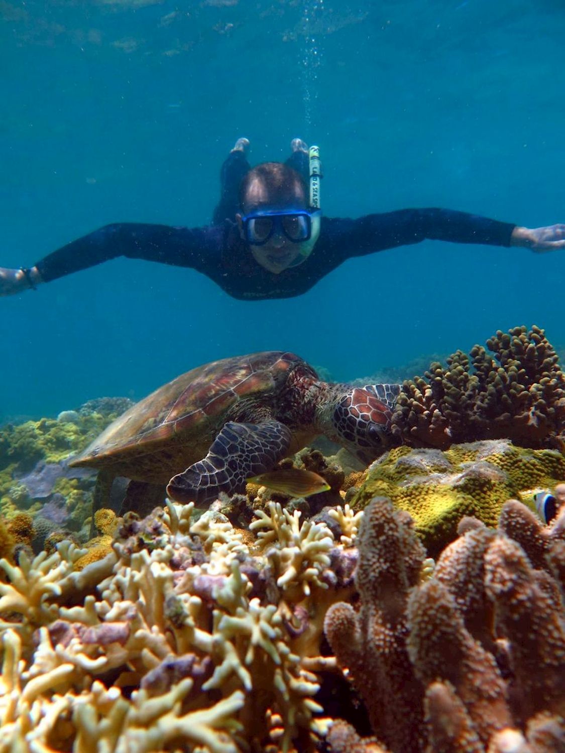 Whitsunday Dive Adventures Whitsunday Islands - Private Scuba Dive Charter