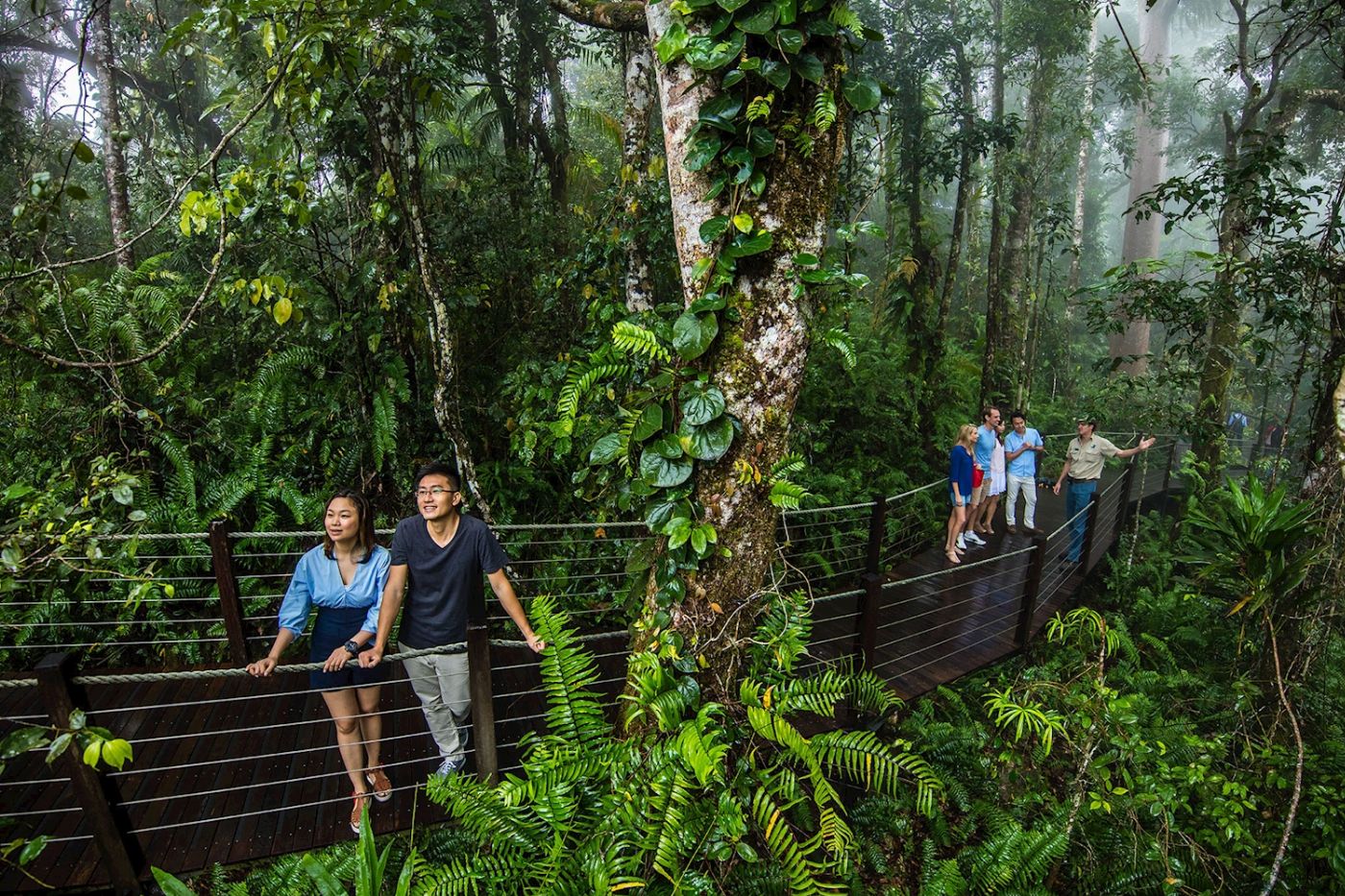 Skyrail Rainforest Cableway Return Skyrail Experience (no transfers)