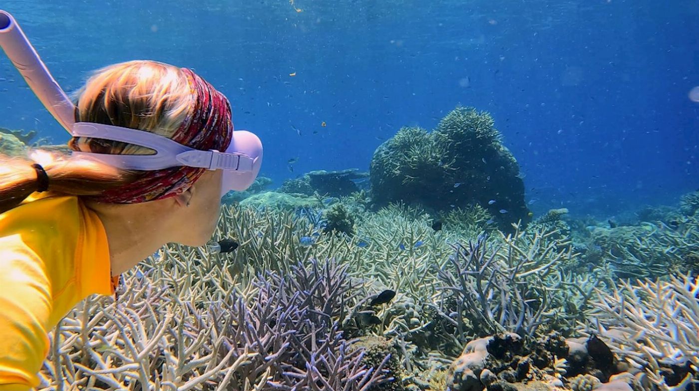Pure Snorkelling Half Day Outer Reef Snorkel Adventure