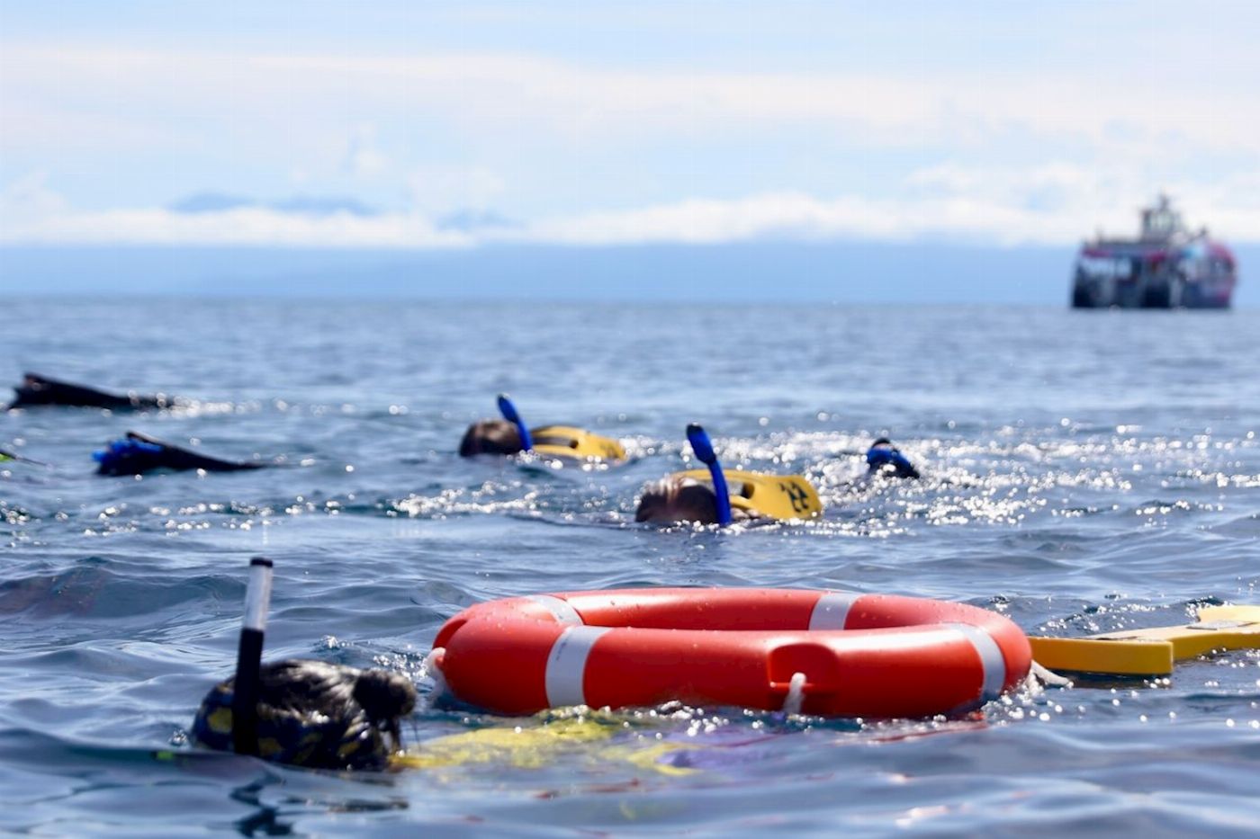 Pure Snorkelling Half Day Outer Reef Snorkel Adventure