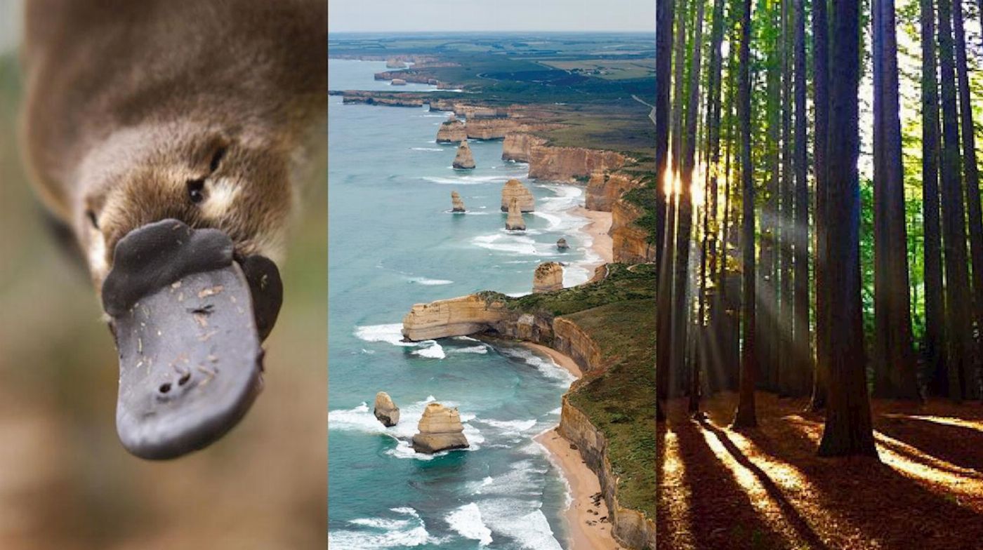 Around And About Platypus Two Day Great Ocean Road Tour