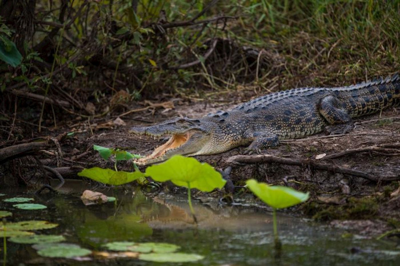 Adventure Tours (ATA) Kakadu Tour with Katherine and Litchfield
