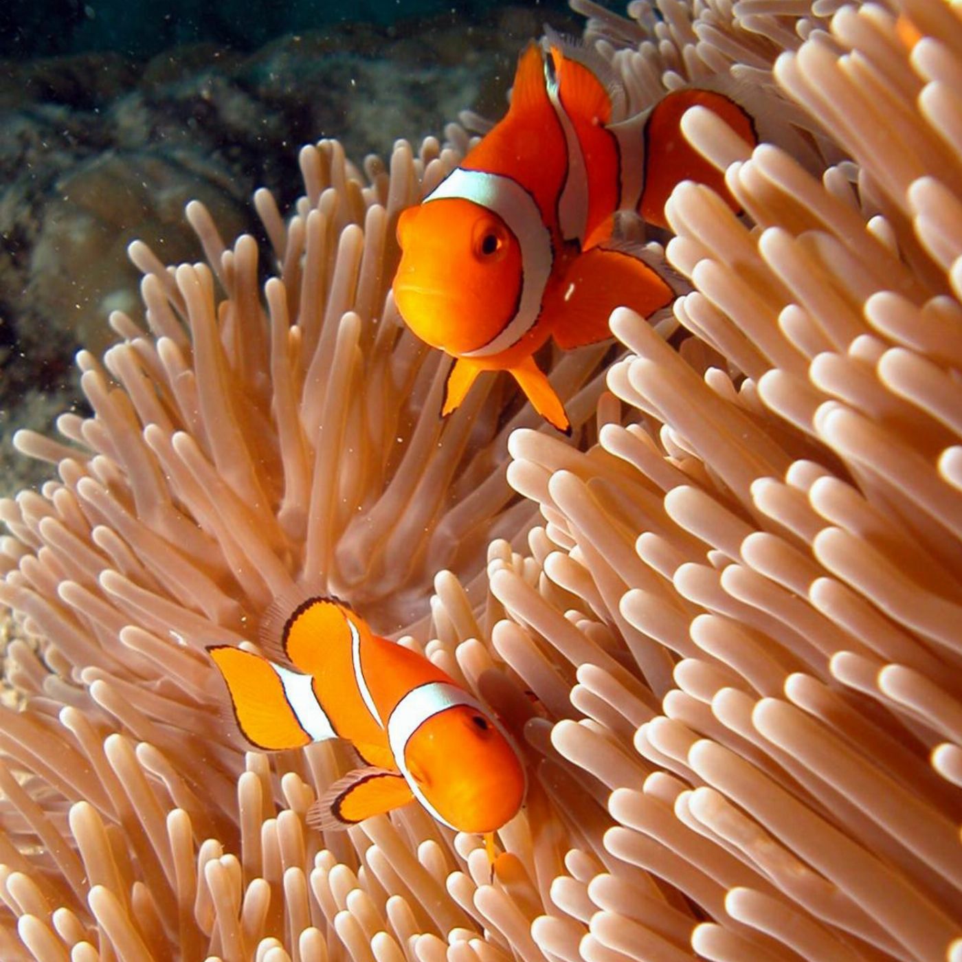 Reef Adventures Great Barrier Reef Half Day Snorkelling Tour - Cairns