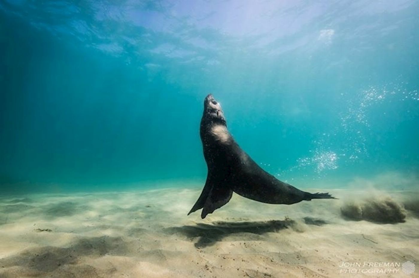 Moonraker Dolphin Swims 3 Hour Dolphin And Seal Swim