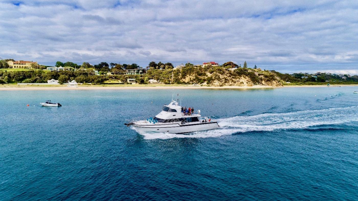 Moonraker Dolphin Swims 1.5 Hour Wildlife Adventure Cruise