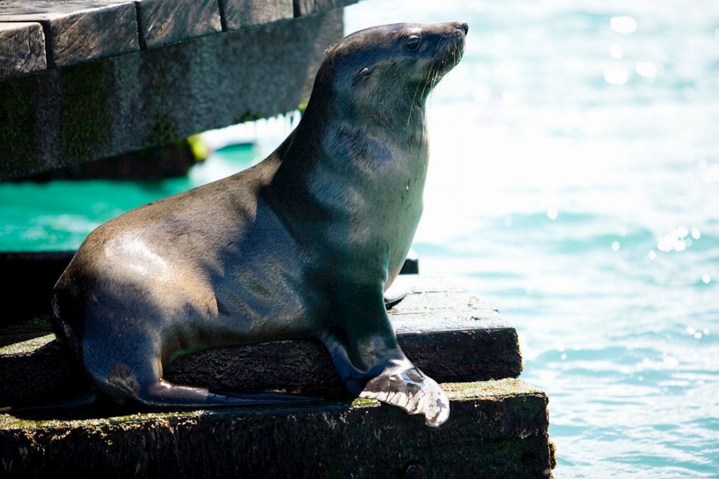Moonraker Dolphin Swims 1.5 Hour Wildlife Adventure Cruise