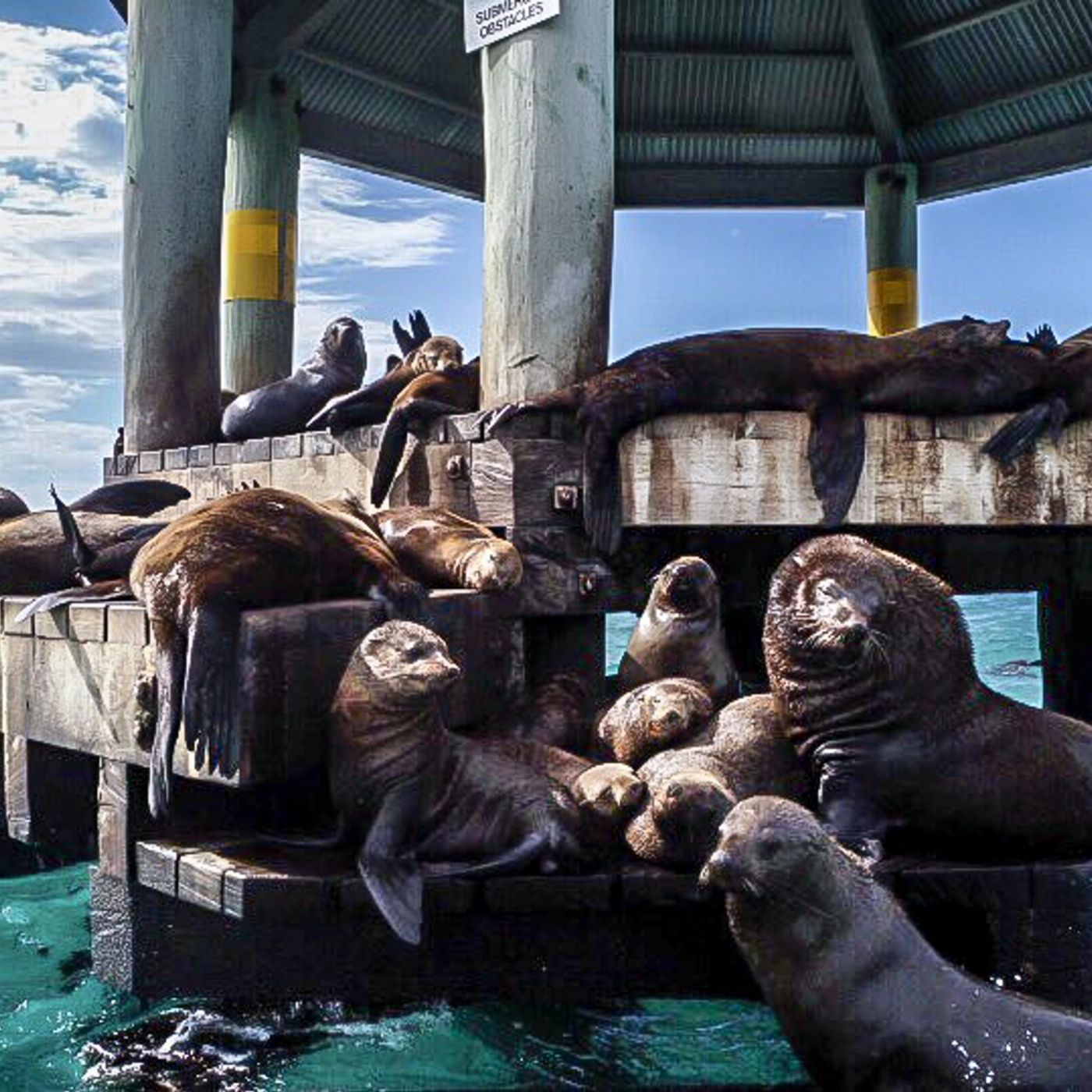 Moonraker Dolphin Swims 1.5 Hour Wildlife Adventure Cruise