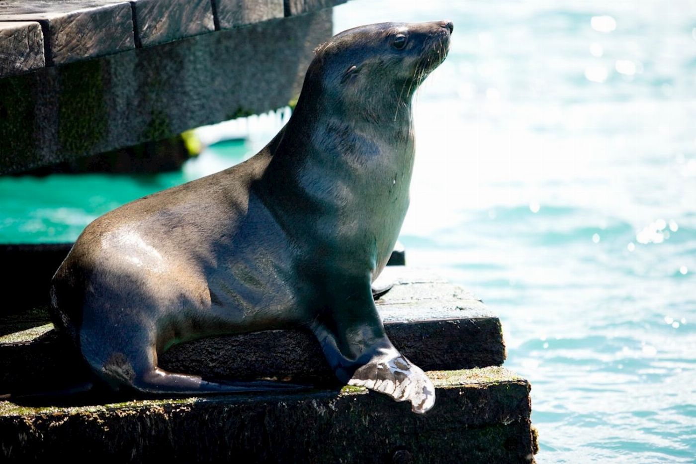 Moonraker Dolphin Swims 3 Hour Dolphin and Seal Sightsee