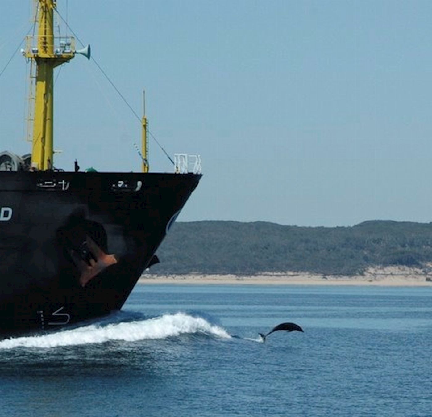 Moonraker Dolphin Swims 3 Hour Dolphin and Seal Sightsee