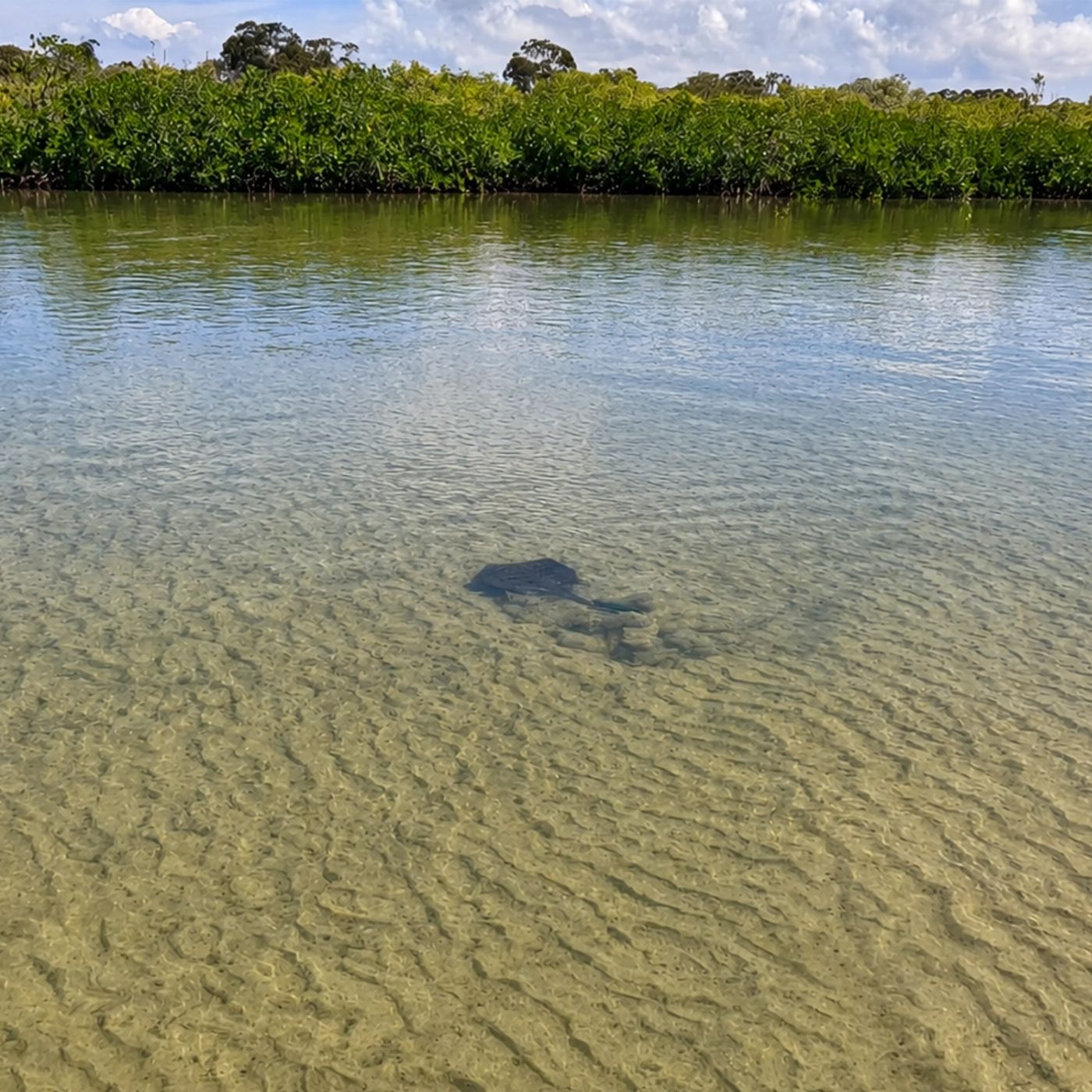 Epic Ocean Adventures Noosa Stand Up Paddle & Mangrove Tunnel Tour - (Fully Guided)