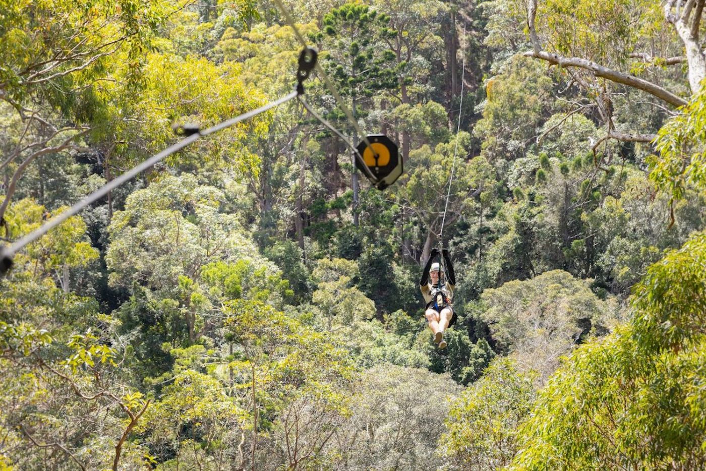 TreeTop Challenge Canyon Flyer - Guided Zipline Tour Tamborine