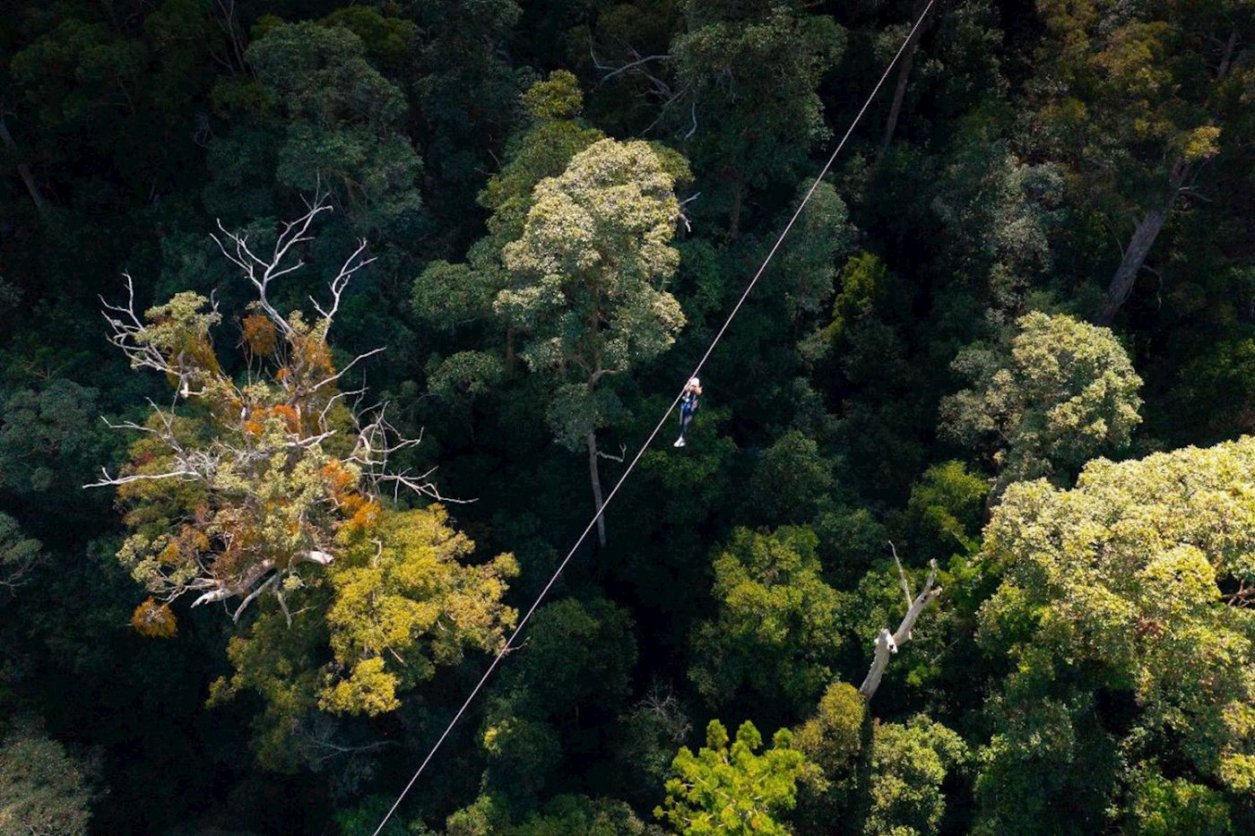 TreeTop Challenge Canyon Flyer - Guided Zipline Tour Tamborine