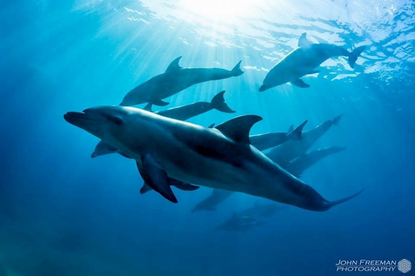 Moonraker Dolphin Swims 3 Hour Dolphin And Seal Swim