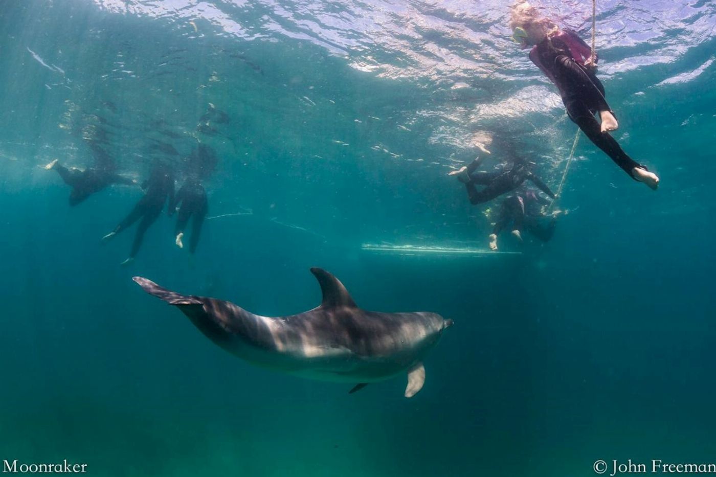 Moonraker Dolphin Swims 3 Hour Dolphin And Seal Swim