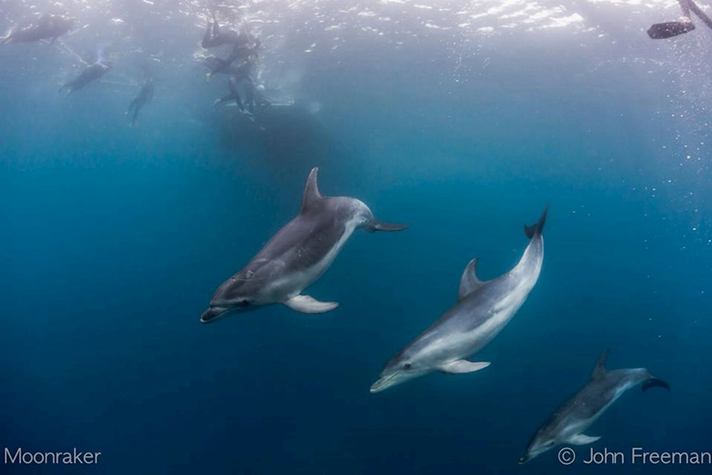 Moonraker Dolphin Swims 3 Hour Dolphin And Seal Swim