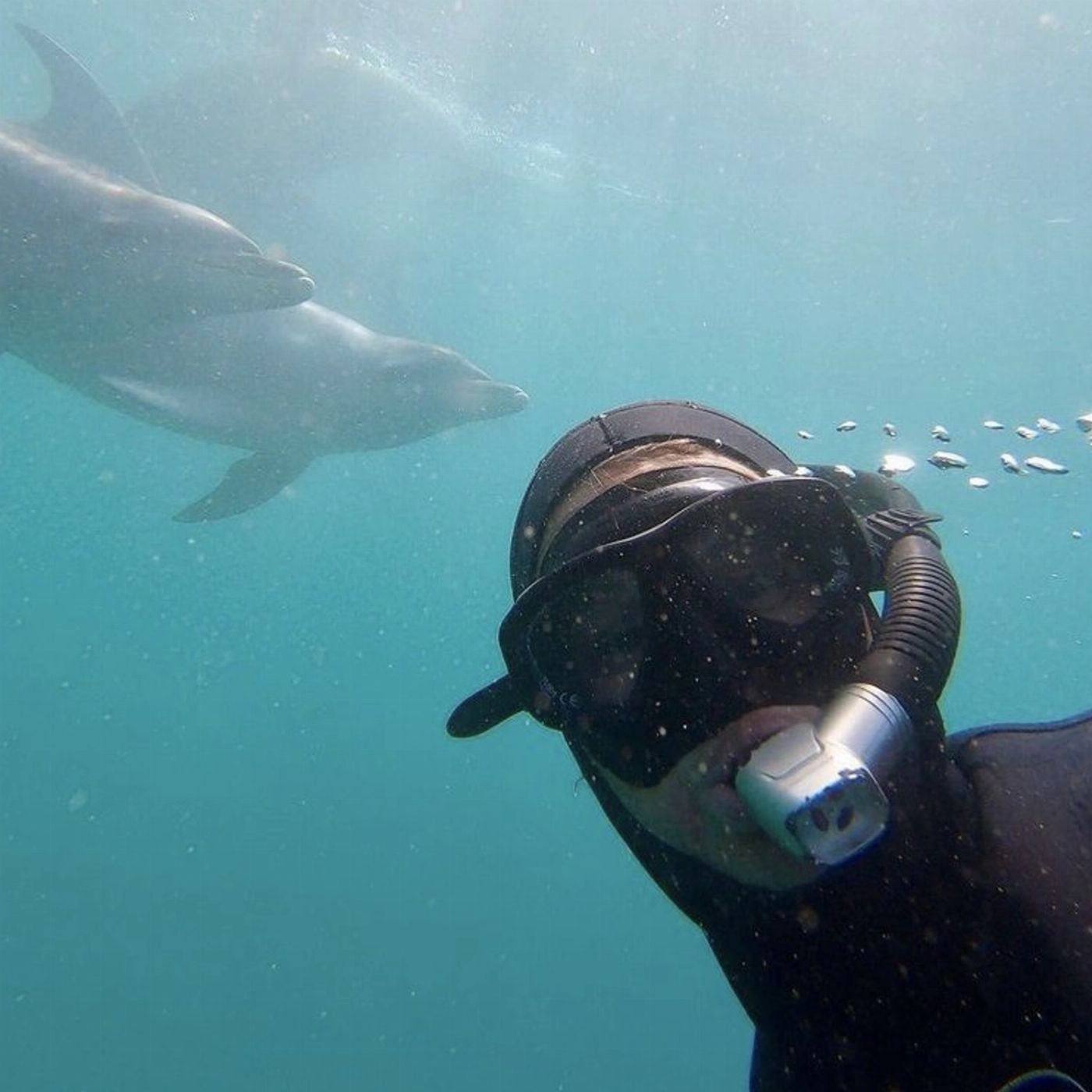 Moonraker Dolphin Swims 3 Hour Dolphin And Seal Swim