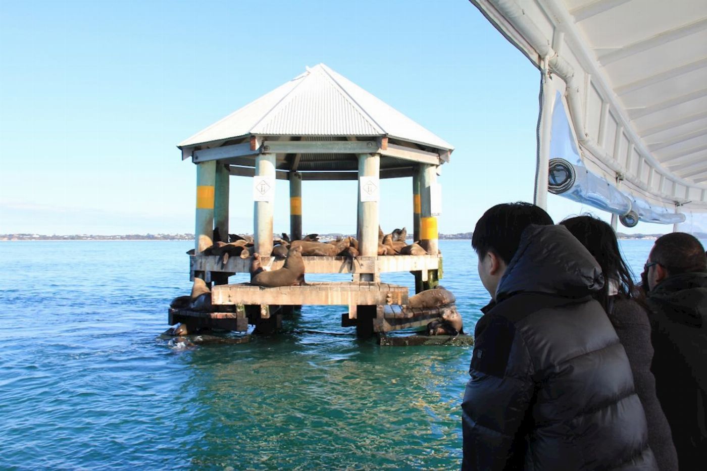 Moonraker Dolphin Swims 1.5 Hour Wildlife Adventure Cruise (Family)