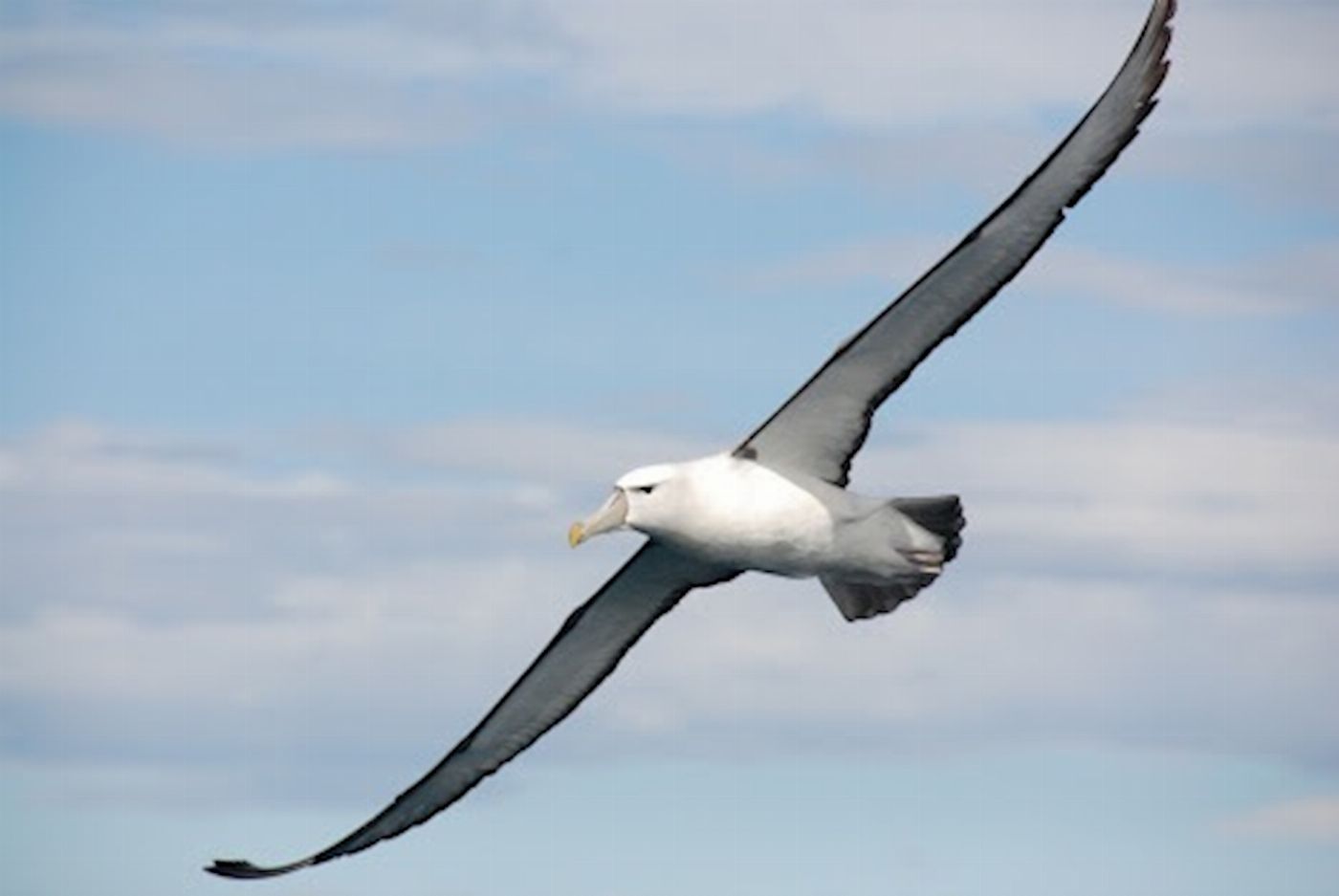 Moonraker Dolphin Swims 1.5 Hour Wildlife Adventure Cruise (Family)