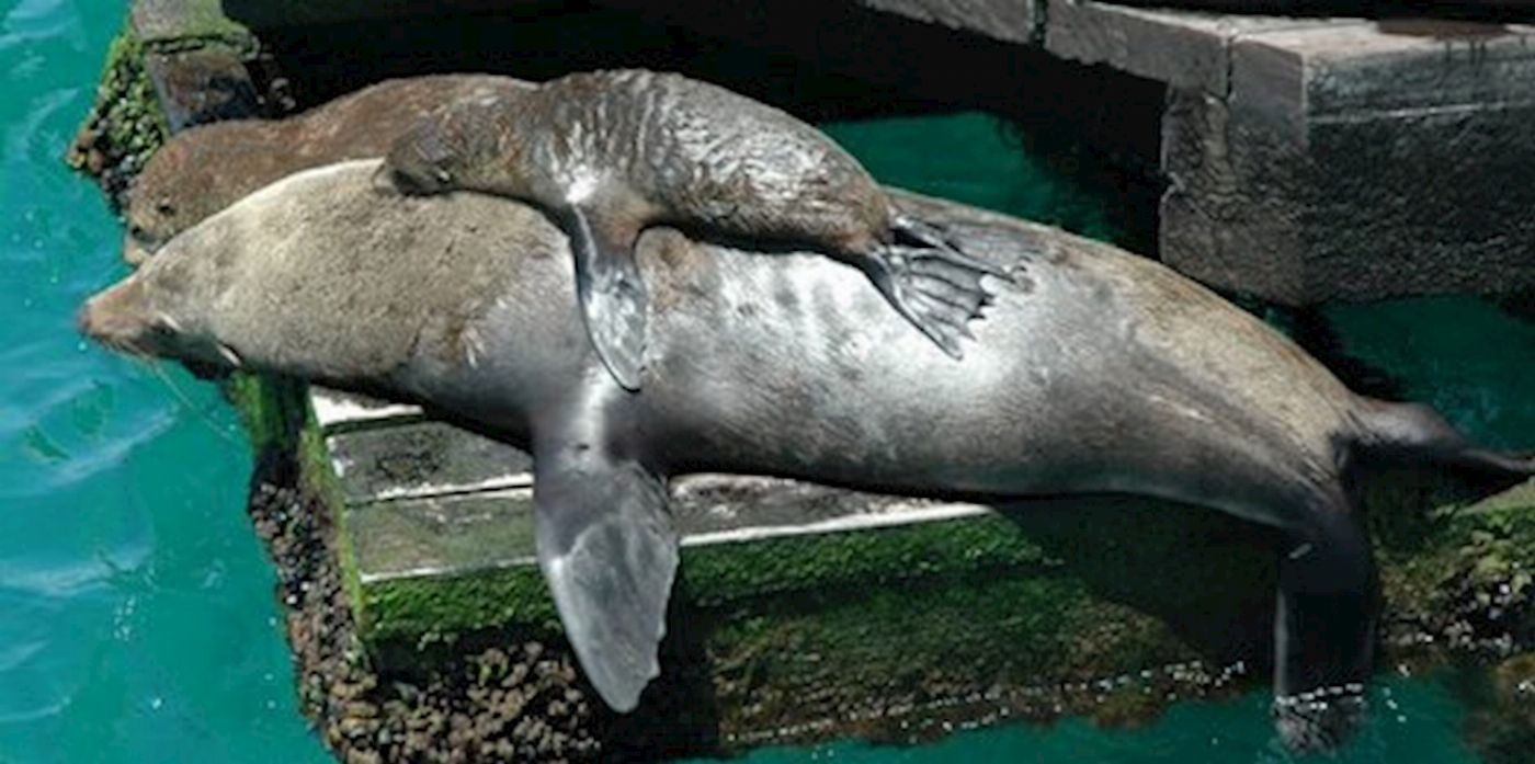 Moonraker Dolphin Swims 1.5 Hour Wildlife Adventure Cruise (Family)