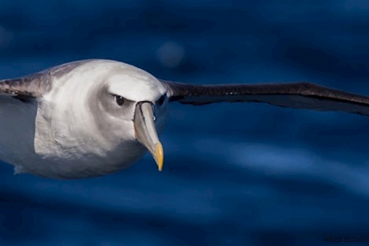 Moonraker Dolphin Swims 3 Hour Dolphin and Seal Sightsee (Family)