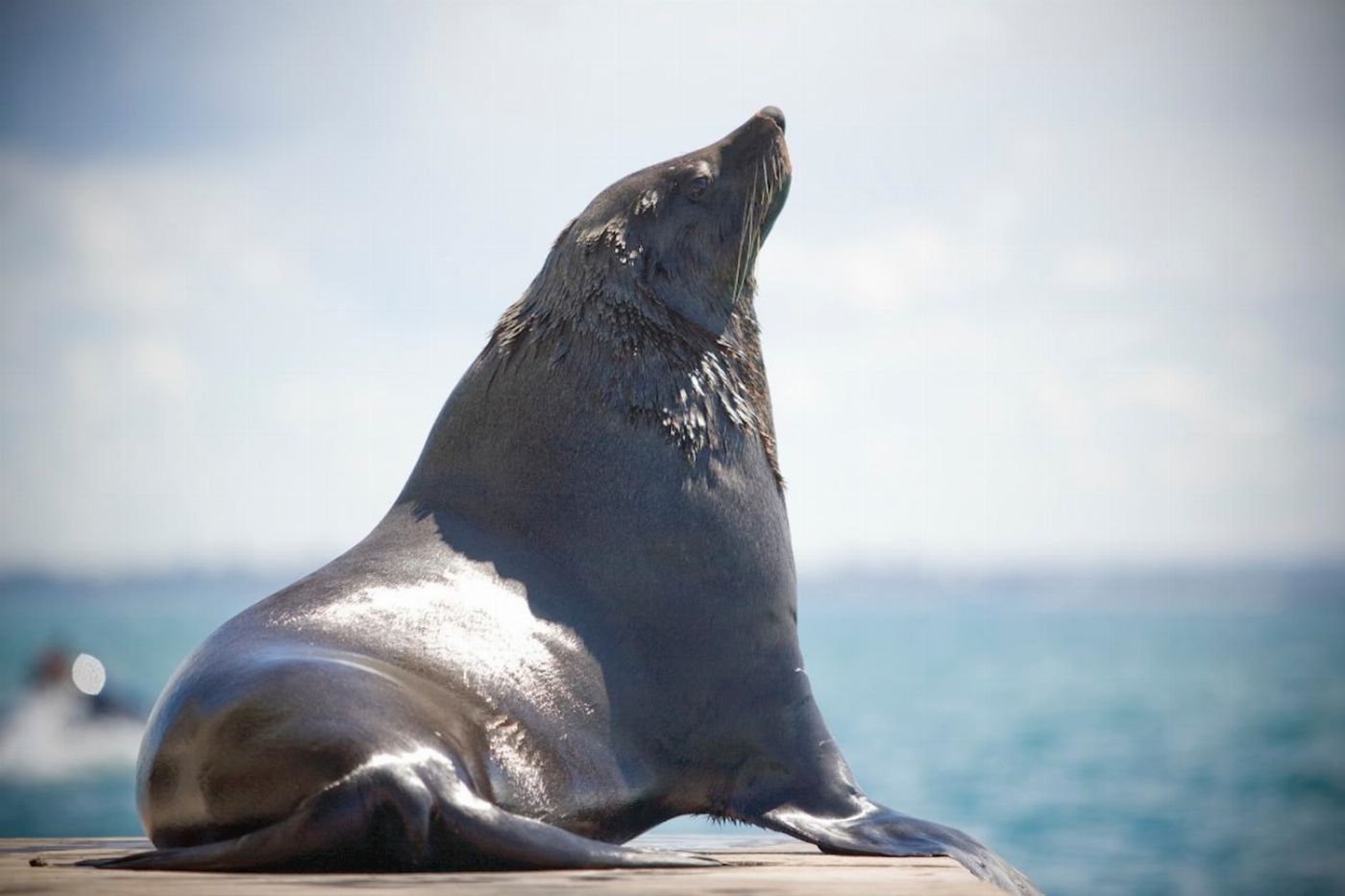 Moonraker Dolphin Swims 3 Hour Dolphin and Seal Sightsee (Family)