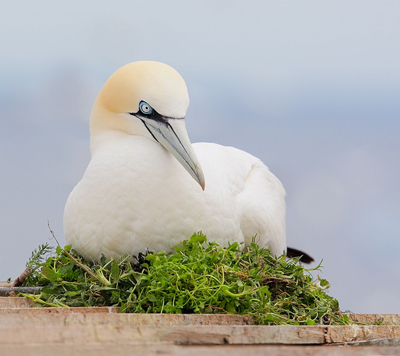 Moonraker Dolphin Swims 3 Hour Dolphin and Seal Sightsee (Family)