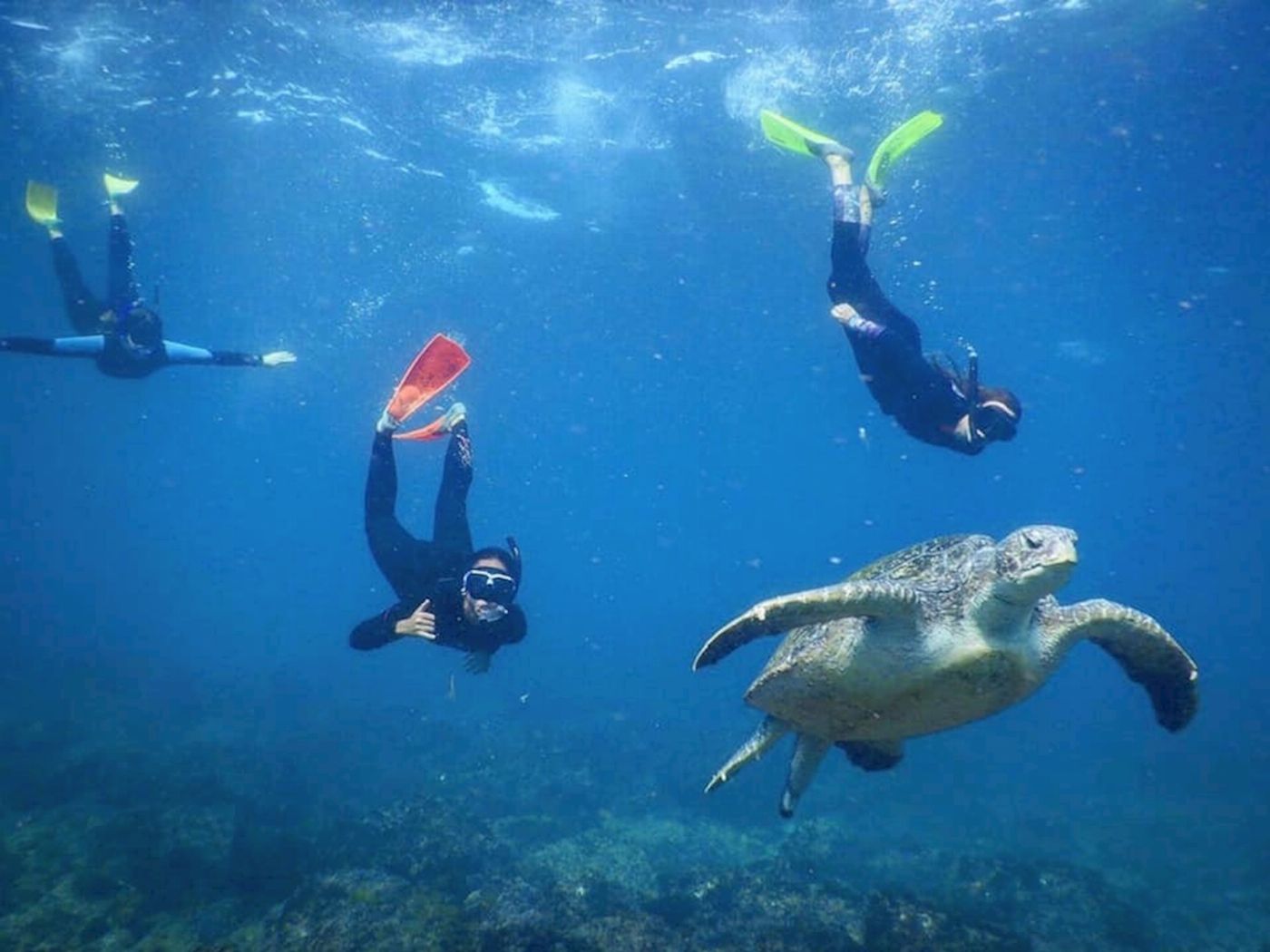 Watersports Guru Snorkel With The Turtles