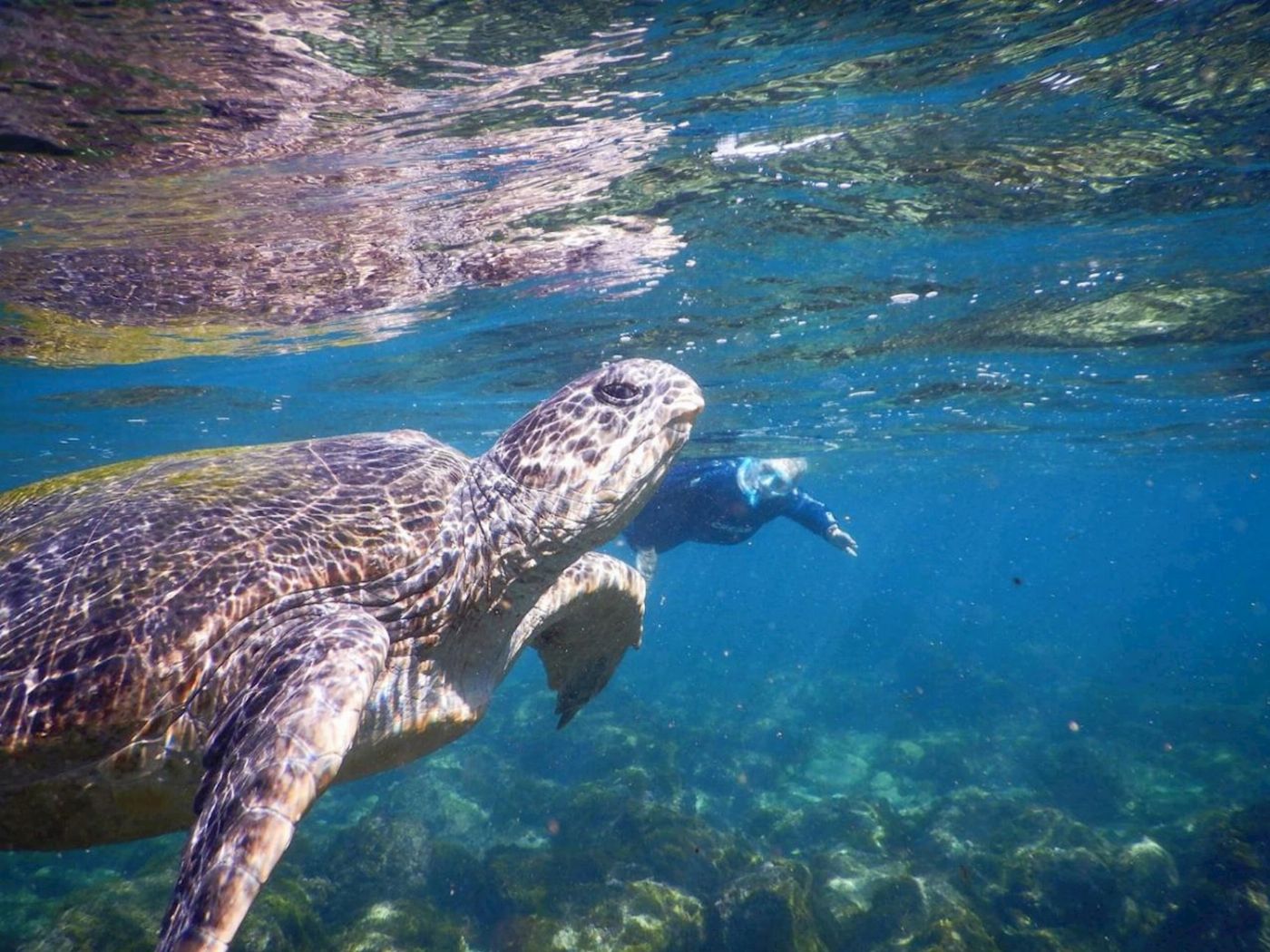 Watersports Guru Snorkel With The Turtles
