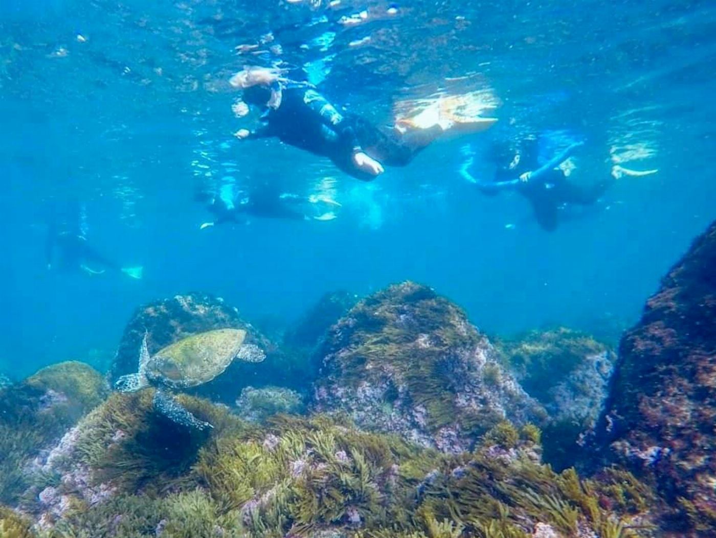 Watersports Guru Snorkel With The Turtles