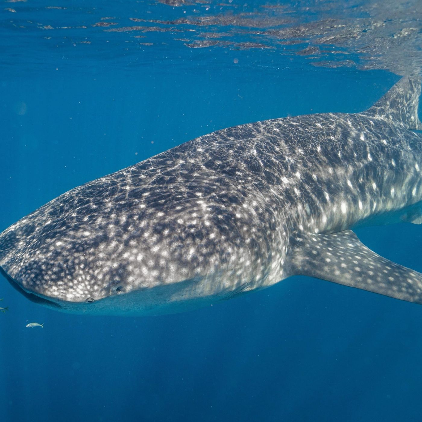 Via Travel Perth to Exmouth Ningaloo Reef Comfort Tour - Private Double Ensuite