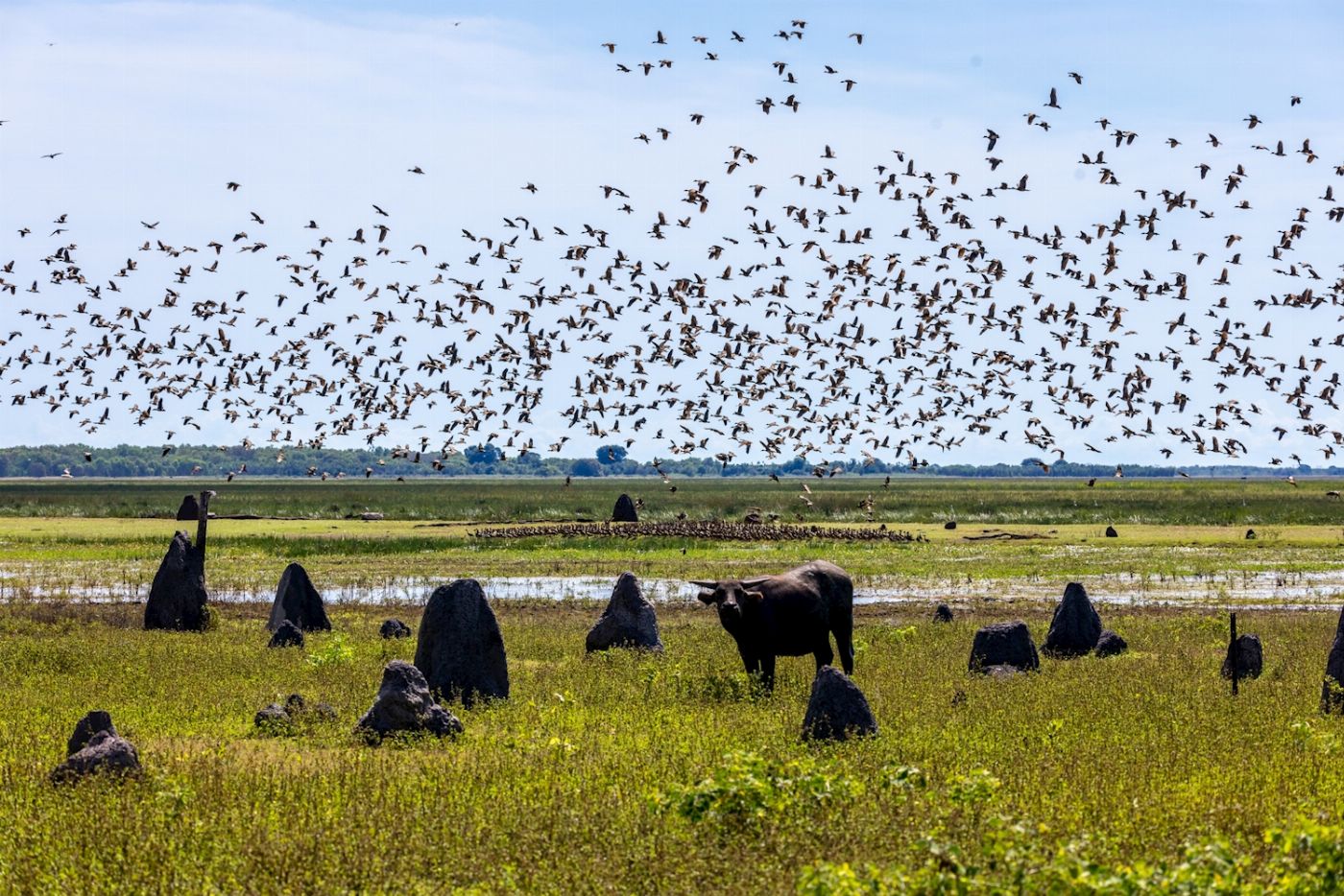 Sacred Owl Tours 3B Kakadu National Park Full Day Tour - Yellow Water River Cruise (Day Tour)