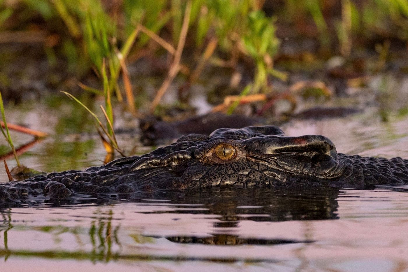 Sacred Owl Tours 3B Kakadu National Park Full Day Tour - Yellow Water River Cruise (Day Tour)
