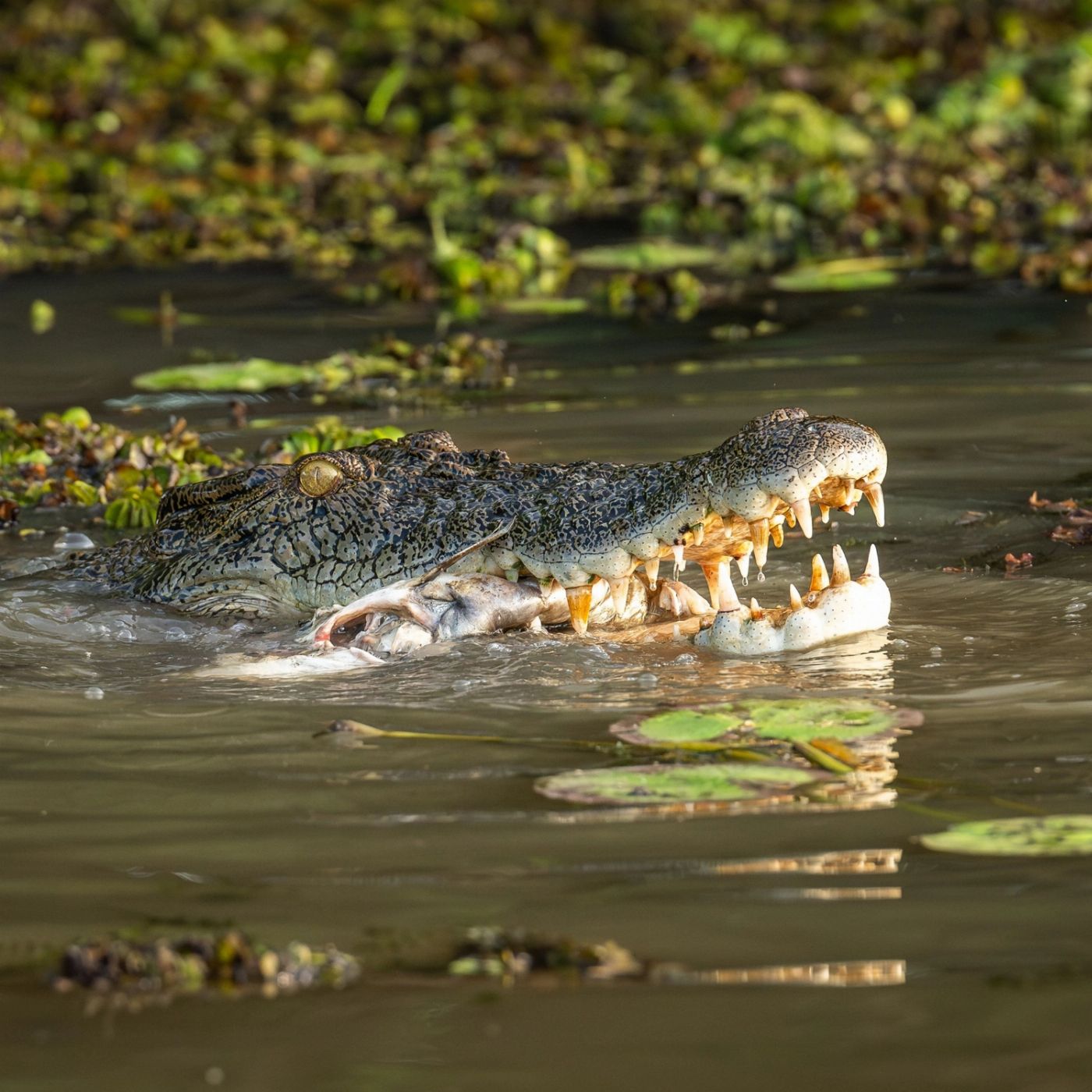 Sacred Owl Tours Tour 3A - Kakadu National Park -Full Day Tour - including 2 Hour Cultural River Cruise (Small group tour)