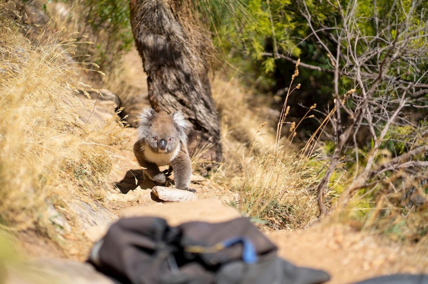 Earth Adventure Rock Climb & Abseil at Morialta