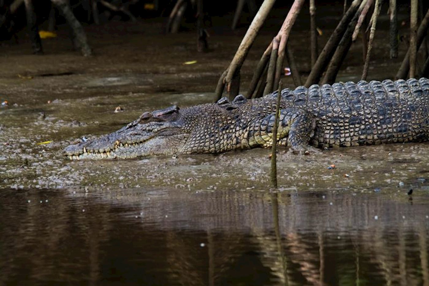 Via Travel Cairns to Daintree Port Douglas Comfort Tour - Private Single Ensuite