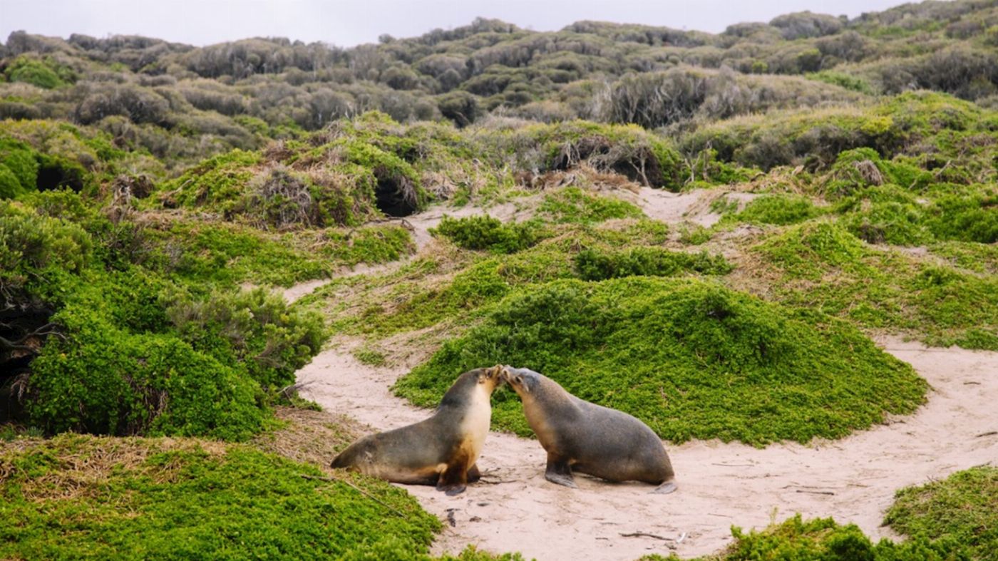 Groovy Grape Barossa Kangaroo Island 2 Day Wildlife Adventure Tour (Private Bell Tent - Couples)