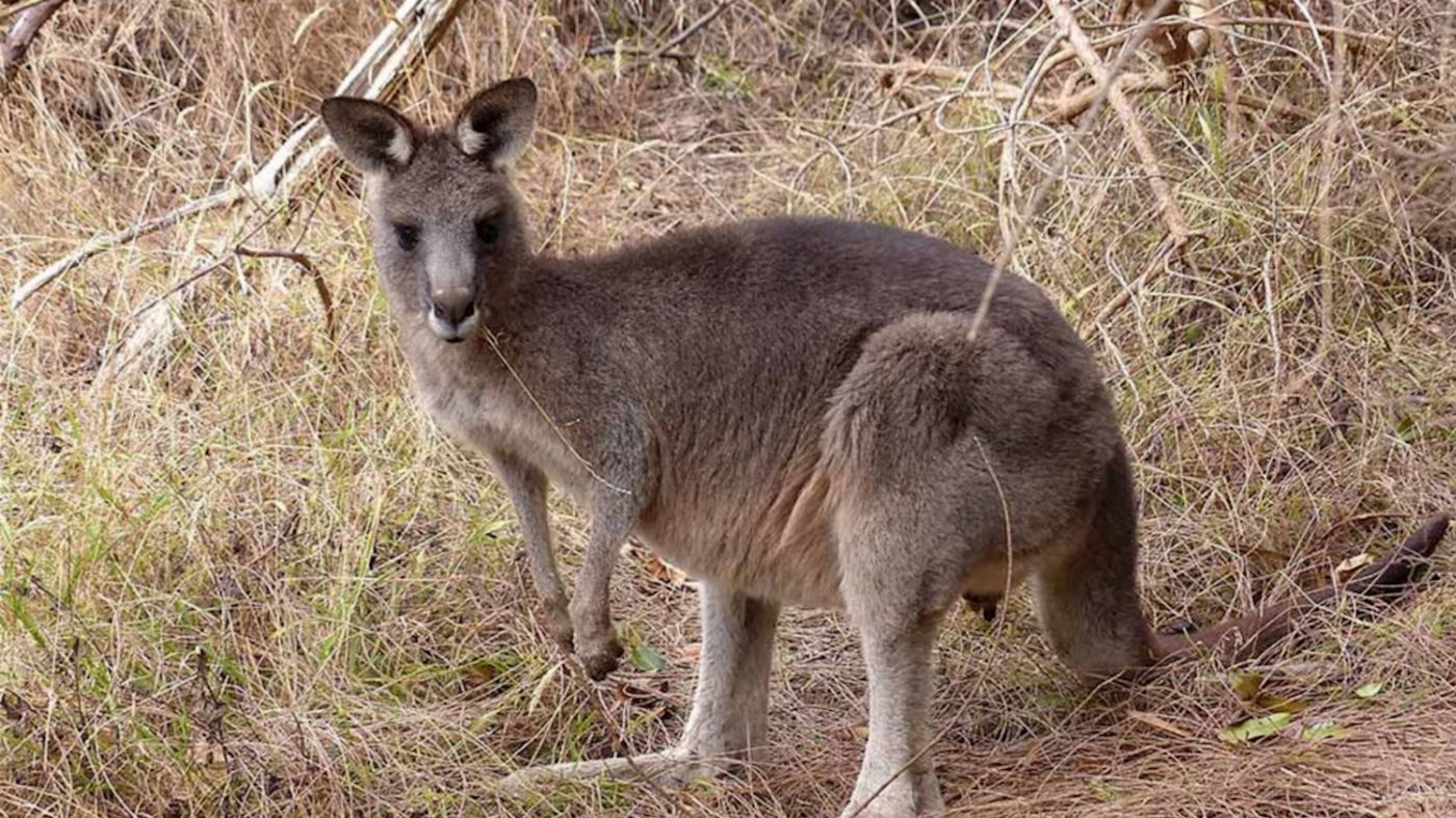 Groovy Grape Barossa Kangaroo Island 2 Day Wildlife Adventure Tour (Private Bell Tent - Couples)