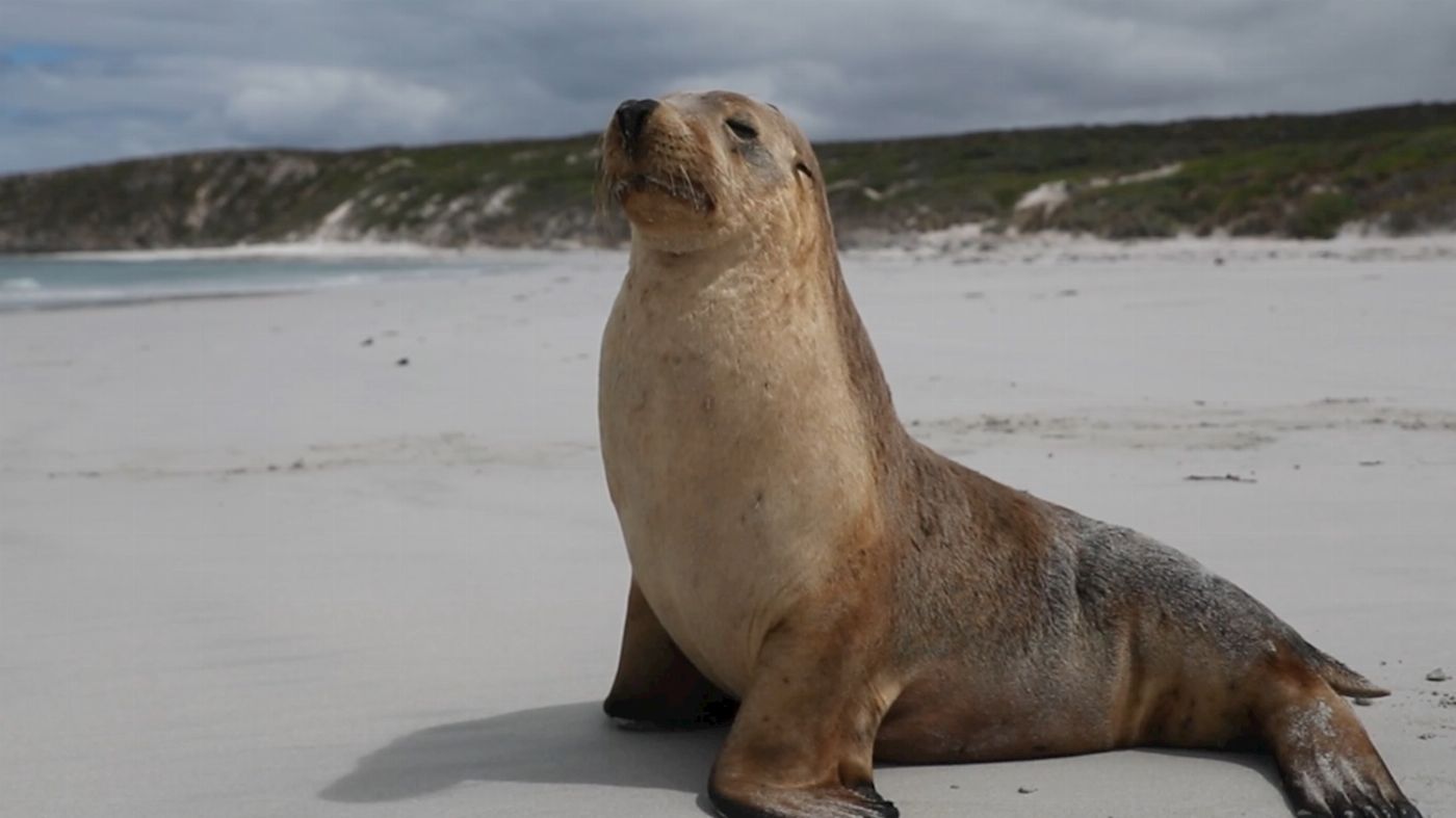 See Adelaide & Beyond Kangaroo Island 2 Day Wildlife Adventure Tour (Private Bell Tent - Couple Share)