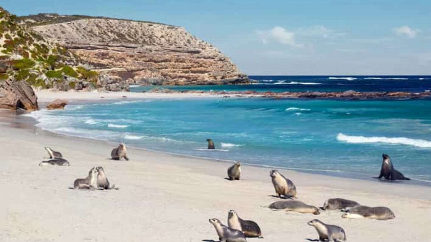 See Adelaide & Beyond Kangaroo Island 2 Day Wildlife Adventure Tour (Private Bell Tent - Couple Share)