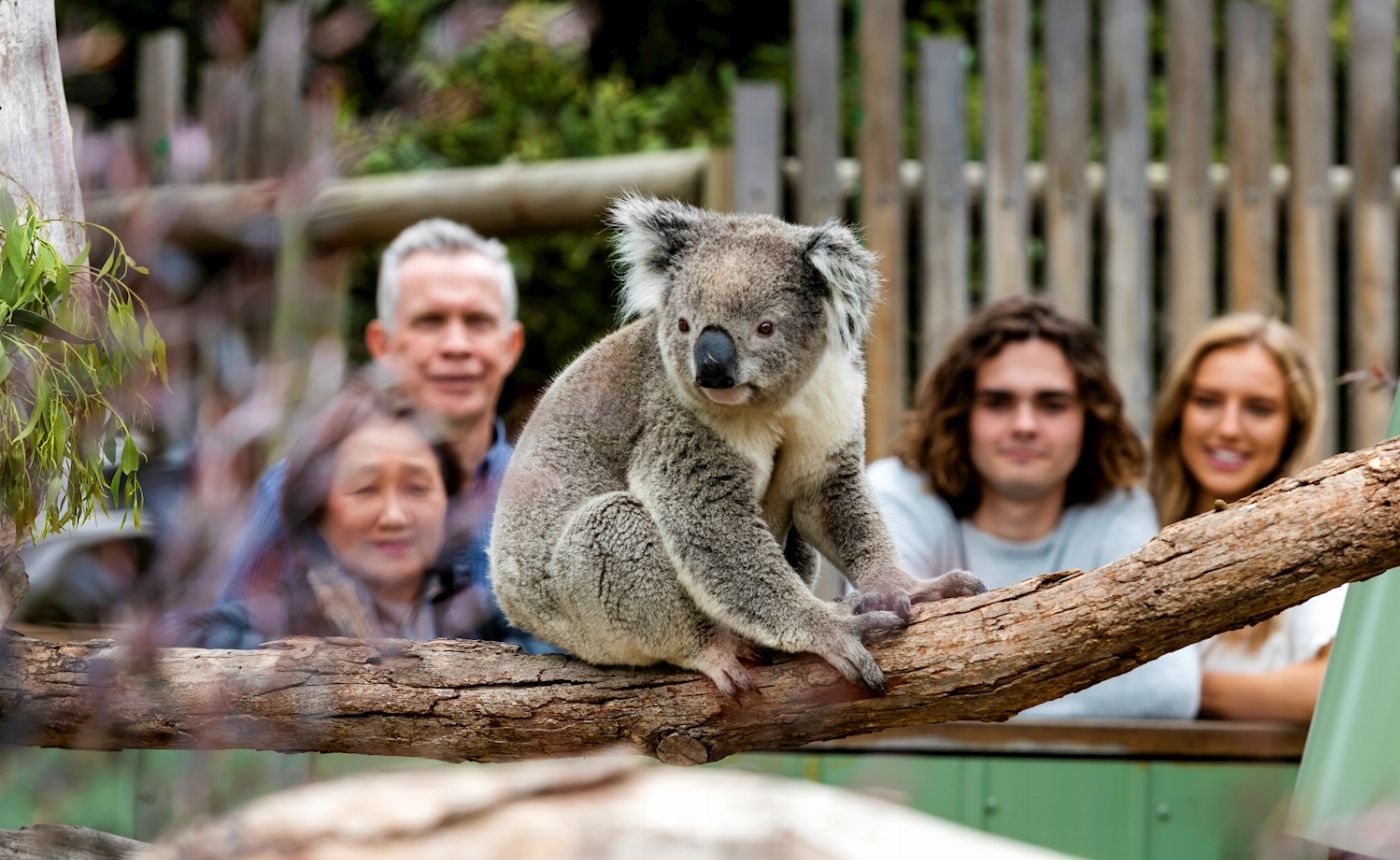 Explore Australia Penguins & Wildlife Nature Experience - Penguins Plus upgrade