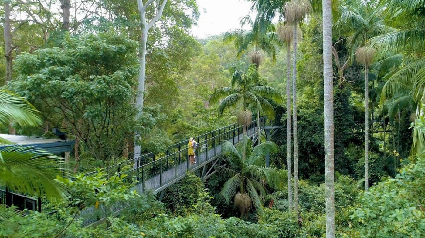 Pineapple Tours Hop on Hop off Bus with Rainforest Skywalk + Glow Worm Caves - From Brisbane
